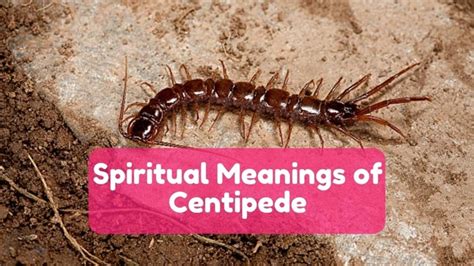 centipede dream|Dreaming Of Centipedes: Meanings & Interpretations.